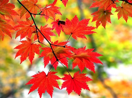 Địa điểm lý tưởng ngắm lá phong đỏ mùa thu tại Seoul Hàn Quốc